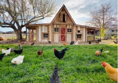 El futuro de la formulación de piensos para aves de corral: hacia una producción más sostenible de carne y huevos - Image 1
