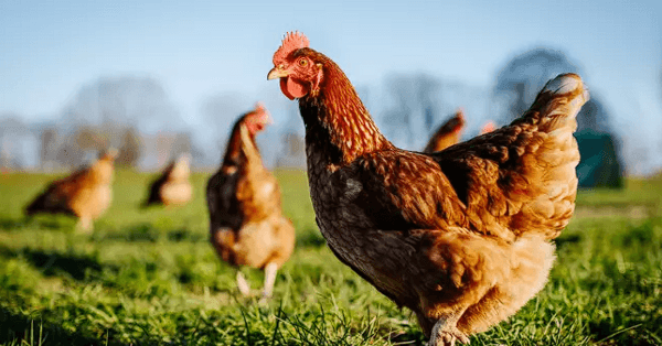 Inmunidad frente a Salmonella: ¿qué es lo realmente importante? - Image 1