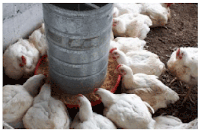 Mejorando la flexibilidad en la formulación de alimento cuando las materias primas son altamente volátiles - Image 2
