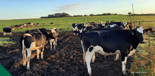MONITOREO DE LA GESTACIÓN EN BOVINOS LECHEROS: importancia de los registros sistemáticos para determinar las pérdidas reproductivas