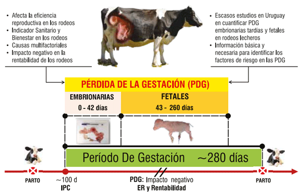 Figura 1 - Infografía sobre las pérdidas de la gestación (PDG). Las PDG pueden ocurrir en la fase embrionaria (0-42 días) o fetal (43-260 días), generando un mayor intervalo entre partos (IEP). Las PDG > 260 hasta ~280 días de gestación (parto) son consideradas mortinatos o muertes perinatales11. IPC: intervalo parto concepción. ER: eficiencia reproductiva.