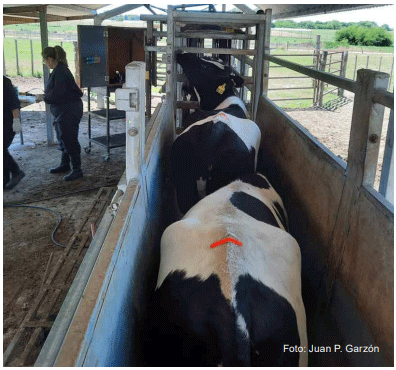 Figura 6 - Ilustración del manejo de monitoreo de la gestación por retorno al celo con el uso de parches, confirmación final por ecografía/palpación. Se observa el parche gasto (rojo) en el lomo de la vaca.