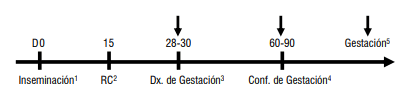 Figura 4 - Esquema de monitoreo de la gestación. 1 Inseminación: inicio de servicios IA o IATF. 2RC: observación del retorno al celo, se colocaron parches (ESTROTECTTM) para facilitar la observación. 3Primer diagnóstico de gestación: realizado por ecografía a los animales que no presentaron celo (28-30 post-IA), se colocaron parches para realizar el seguimiento de la gestación y detectar posibles PDG. 4 Confirmación de la gestación: corresponde al segundo monitoreo del mantenimiento de la gestación, se coloca nuevo parche. 5Continúa el monitoreo de la gestación por la observación de celos/abortos con auxilio de los parches y diagnósticos de preñez conforme los