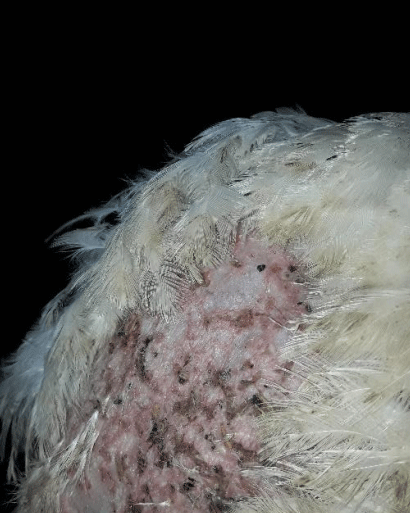 Ilustración 6. Ave de 24 días con dermatitis en pechuga grado 3.