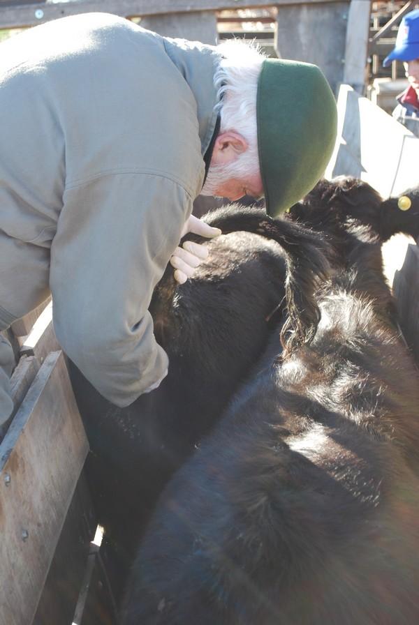 Efectos y consecuencias de las enfermedades transmitidas por alimentos sobre el mercado de la carne - Image 1