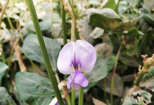 Cowpea flower