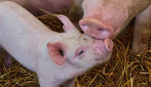 Bienestar animal: Las cerdas bien alojadas mejoran la productividad - Image 1