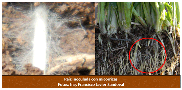 La dinámica de la rizósfera, el mundo oculto de la productividad agrícola - Image 3
