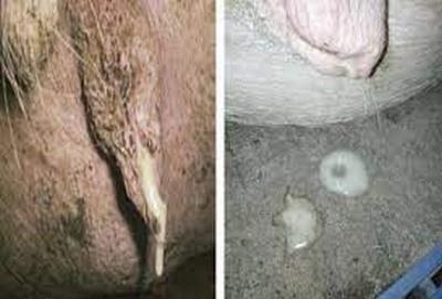 Descargas vulvares en cerdas - Image 1