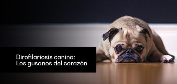 Dirofilariosis canina: Los gusanos del corazón - Image 1
