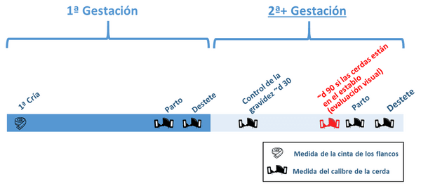 10 Causas de Variabilidad en la Condición Corporal de Hembras Gestantes: Una Perspectiva Práctica - Image 2