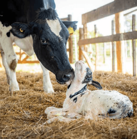 Transición: Una puesta a punto para no perder vacas - Image 1