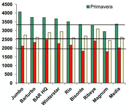 Raigrás Anual: Guía para la elección de cultivares de raigrás anual - Image 2