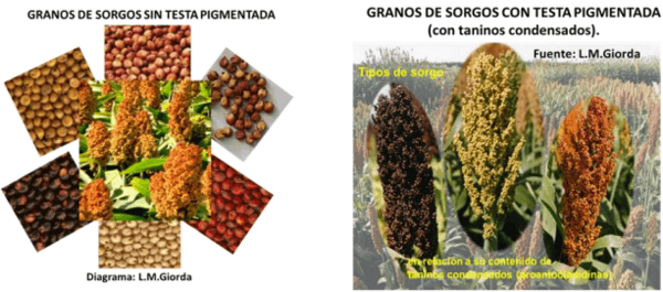 BROTADO DE LA PANOJA DEL SORGO. ¿Ocurre en todos los sorgos? - Image 2