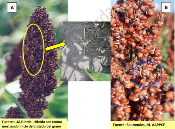 BROTADO DE LA PANOJA DEL SORGO. ¿Ocurre en todos los sorgos? - Image 1