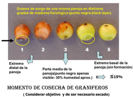 BROTADO DE LA PANOJA DEL SORGO. ¿Ocurre en todos los sorgos? - Image 3