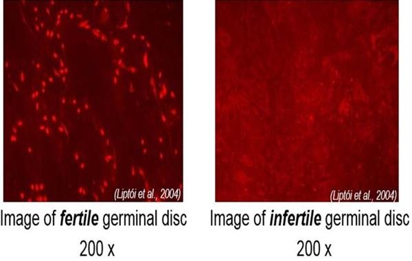 ¿Cómo Relacionar Fertilidad con Incubabilidad? - Image 1