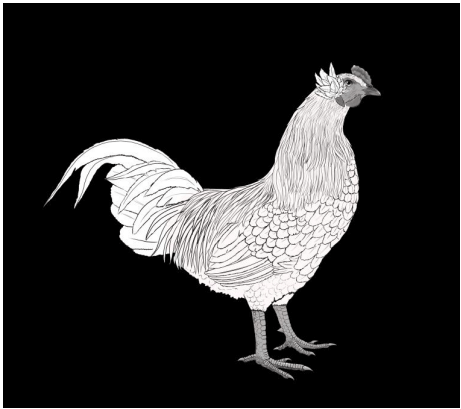 Figura 4. Representación esquemática de un macho de la raza Gallina Mapuche, del subtipo Ketro (gentileza de la médica veterinaria Camila Escalante).