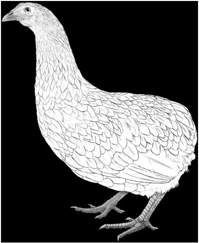 Figura 1. Representación esquemática de una hembra de la raza Gallina Mapuche, del subtipo Kollonka (gentileza de la médica veterinaria Camila Escalante).