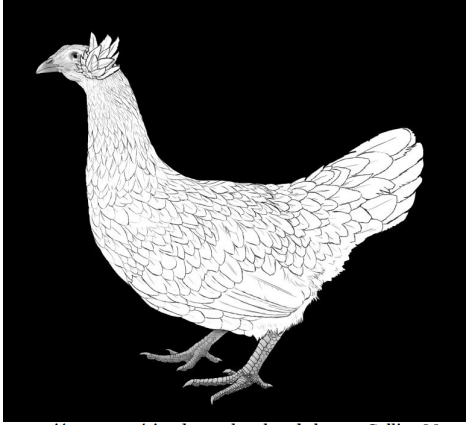 Figura 3. Representación esquemática de una hembra de la raza Gallina Mapuche, del subtipo Ketro (gentileza de la médica veterinaria Camila Escalante).