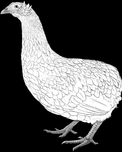 Figura 5. Representación esquemática de una hembra de la raza Gallina Mapuche, del subtipo Kollonka de Aretes (gentileza de la médica veterinaria Camila Escalante).
