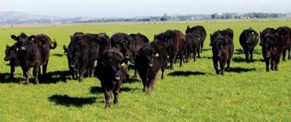 Densidades de siembra e implantación de pasturas - Image 1