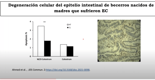 Degeneración celular del epitelio intestinal de becerros nacidos de madres que sufrieron EC