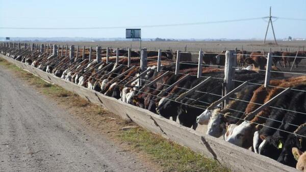 Recepción y adaptación de terneros en el feedlot - un real desafío con múltiples factores de riesgo - Image 1