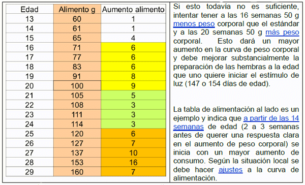 Conceptos básicos en la recria de reproductoras pesadas - Image 3
