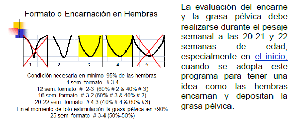 Conceptos básicos en la recria de reproductoras pesadas - Image 4