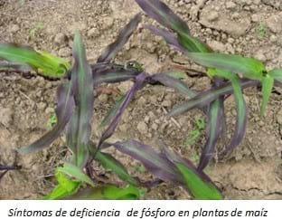 Fertilización fosfórica en maíz - Image 1
