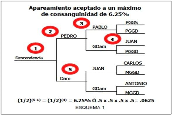 Selección genética de toros y su impacto en la producción lechera - Image 4