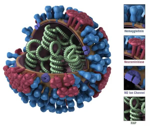 Tipos de virus de influenza - Image 1