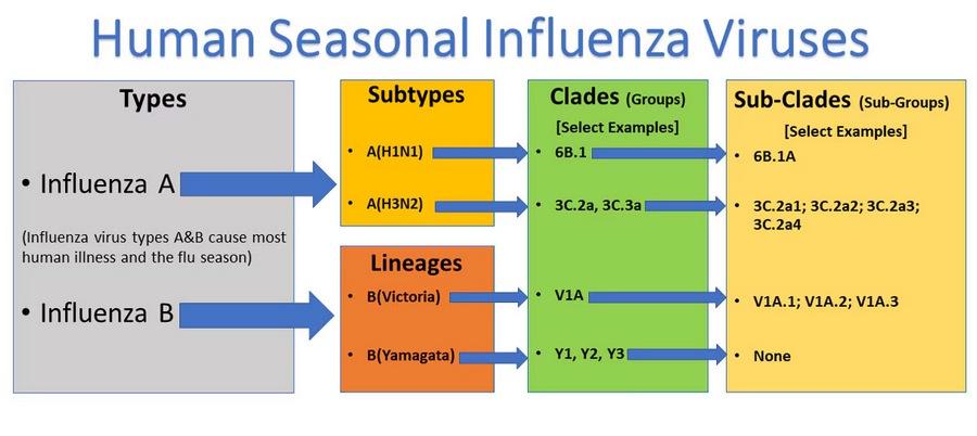 Tipos de virus de influenza - Image 2