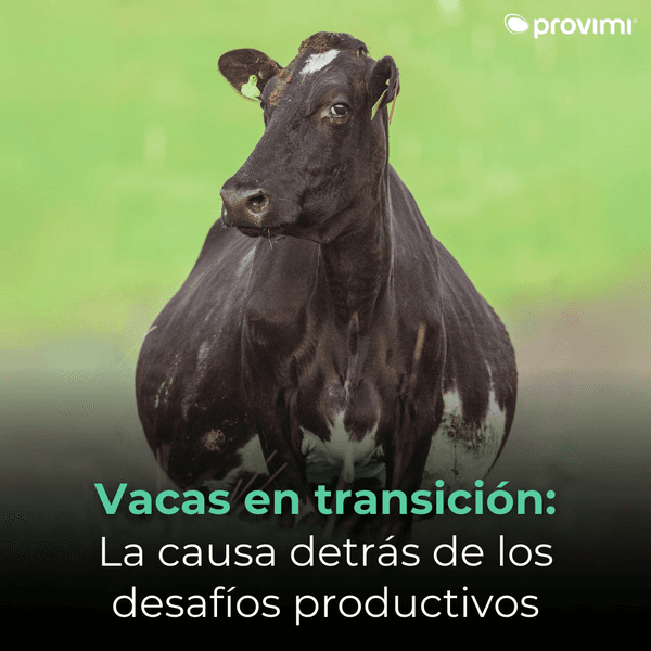 La verdadera causa detrás de los problemas en vacas en transición - Image 1