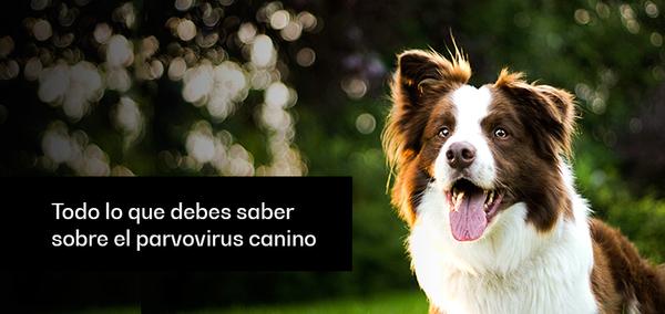 Todo lo que debes saber sobre el parvovirus canino - Image 1