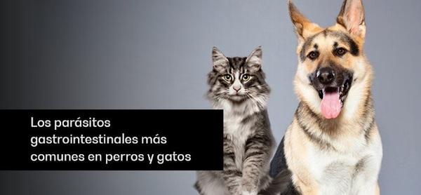 Los parásitos gastrointestinales más comunes en perros y gatos - Image 1