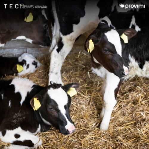 ¿Leche o sustituto? Más de 20 años de evolución en la crianza artificial de terneros - Image 1