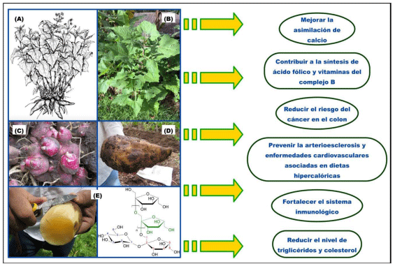 Figura 2. Efectos positivos del yacón (S. sonchifolius) sobre la salud humana (elaborado por los autores a partir de la Fuente: Sáenz Torres et al., 2016). (A) dibujo taxonómico de la planta entera (Seminario et al., 2003); (B) biomasa aérea; (C) semilla agámica o propágulos; (D) tubérculo; (E) fórmula estructural de los fructooligosacáridos (FOS) presentes en tubérculos.