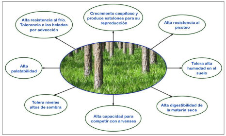 Figura 1. Principales características del pasto jesuita gigante (A. catarinensis). Elaborado por los autores a partir de la fuente: INTA, 2009.