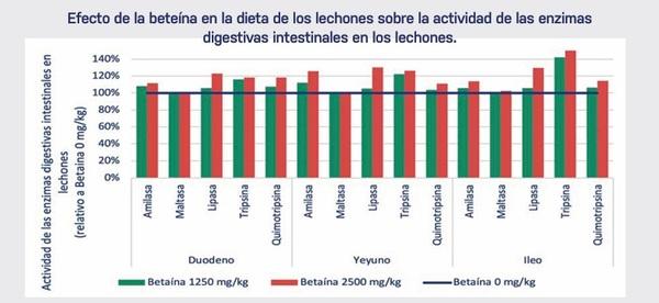 Influencia de la Betaína en el Intestino de Lechones al Destete - Image 2