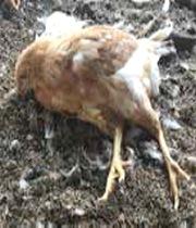 Deficiencia de tiamina en pollonas - Image 3