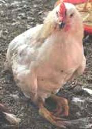 Deficiencia de tiamina en pollonas - Image 2