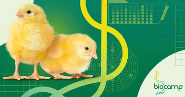 La importancia de la calidad de los pollitos: soluciones y cuidados en la planta de incubación