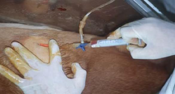 Derrames pleurales en animales de compañía - Aproximación al diagnóstico - Image 3