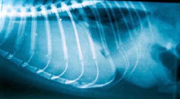 Derrames pleurales en animales de compañía - Aproximación al diagnóstico - Image 1