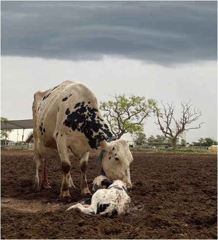 Resultados de la encuesta sobre manejo de la transición de las vacas lecheras en Argentina – Informe técnico.