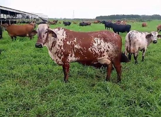 Potencial de producción de leche en el trópico de Ecuador - Image 1