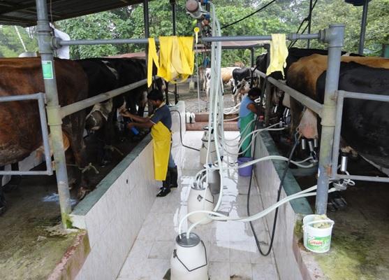 Potencial de producción de leche en el trópico de Ecuador - Image 5