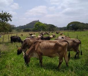 Potencial de producción de leche en el trópico de Ecuador - Image 2